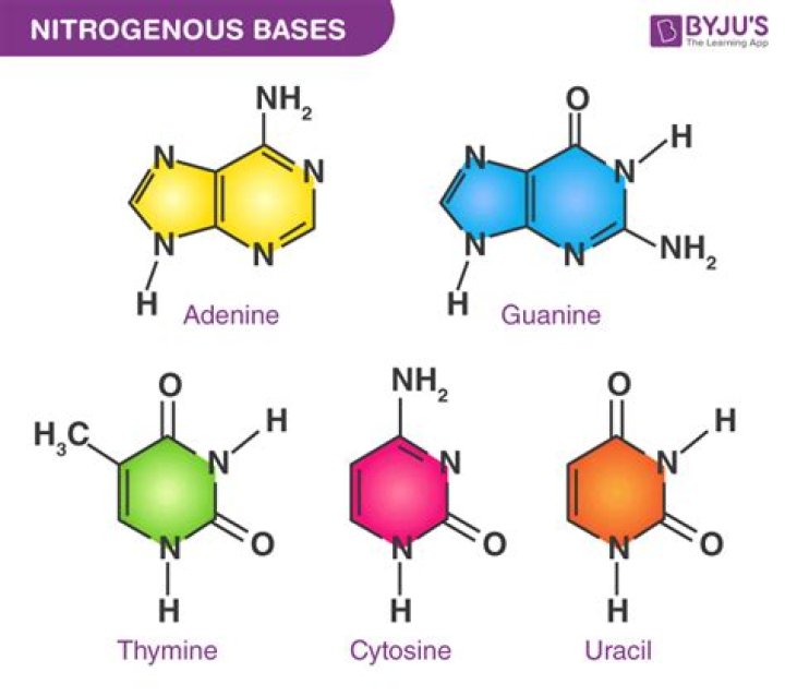 Discover The Fundamentals Of Nitrogenous Bases: The Building Blocks Of Life