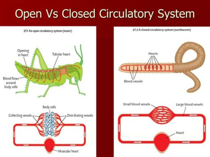 The Comprehensive Guide To Understanding Open Circulatory System Examples