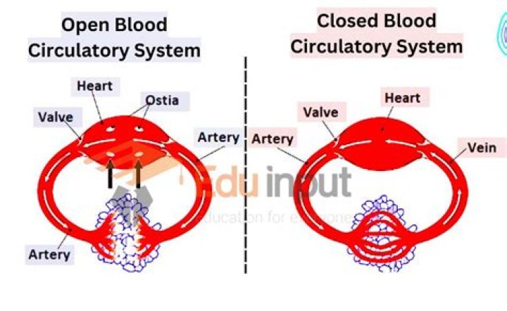 Understanding The Open Circulatory System: A Unique Mechanism