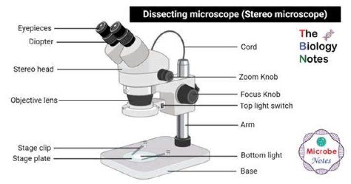 Essential Guide To Understanding The Parts Of A Dissecting Microscope
