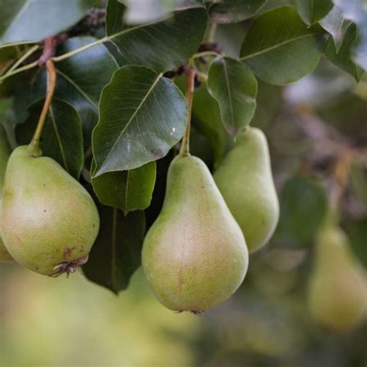 The Ultimate Guide To Pear Tree Symbolism And Meaning