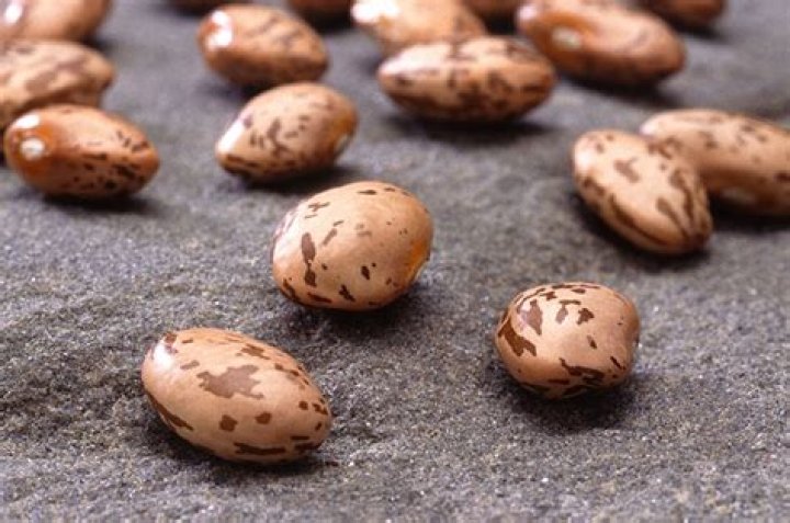 All About Pinto Bean Scientific Name - In-depth Guide