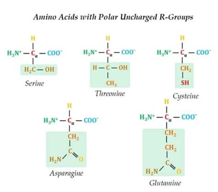 Hydrophilic Polar Amino Acids: Understanding Their Importance In Biochemistry