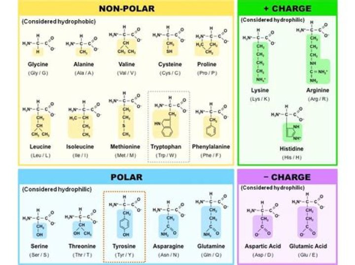 Essential Polar Amino Acids: Their Role In Protein Structure And Function