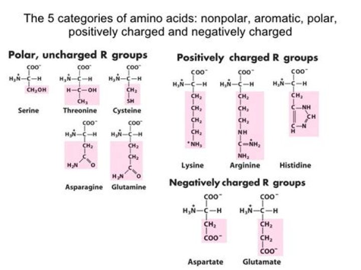Polar Charged Amino Acids: Essential Building Blocks Of Life