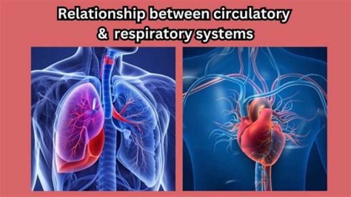 The Vital Connection: Unveiling The Interdependence Of The Circulatory And Respiratory Systems