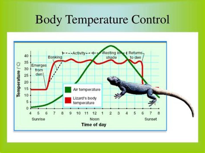 Understanding The Unique Body Temperature Of Reptiles