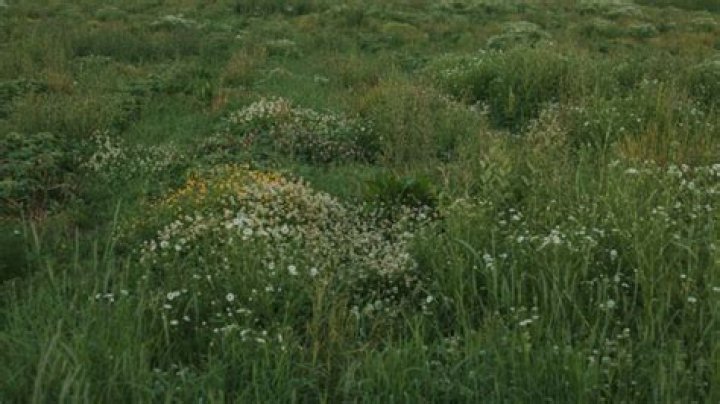 Sarah Huckabee Sanders Height: Uncovering The Facts