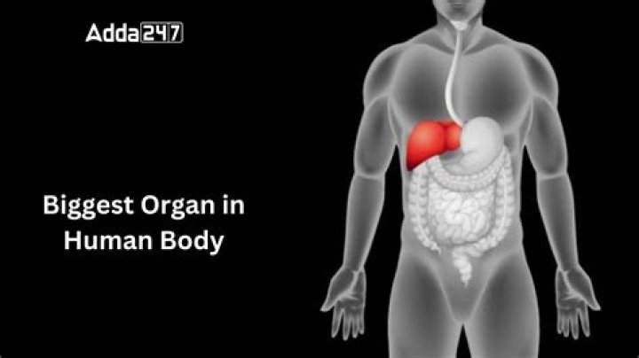 The Second Largest Organ: Its Vital Importance