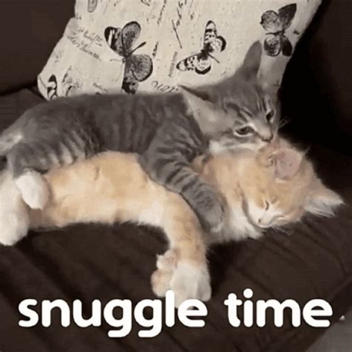 Ultimate Snuggle Meme: The Ultimate Guide To Snuggling Cuteness