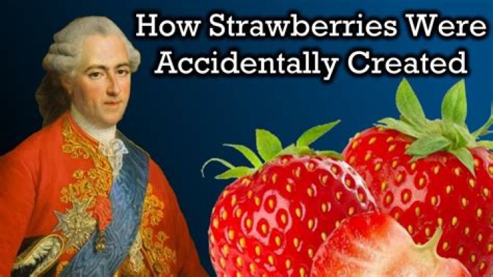 The Fascinating History Of Strawberries: Tracing Their Origins