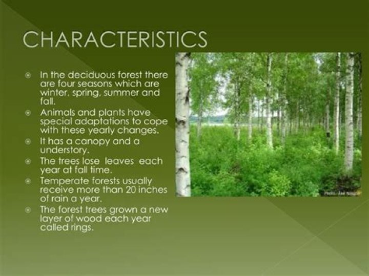 Uncover The Defining Traits Of Temperate Deciduous Forests