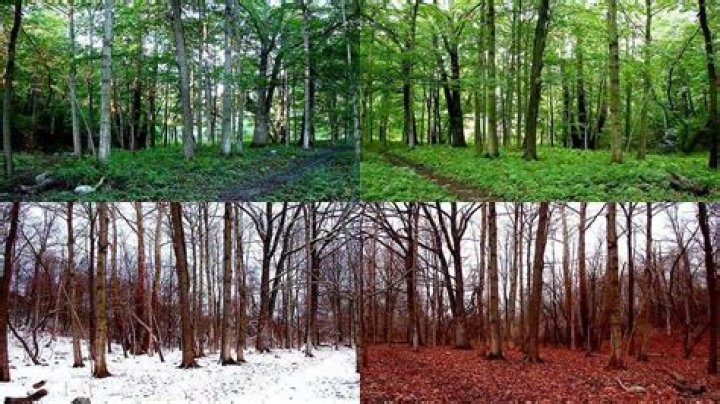 Unveiling The Changing Canvas Of Temperate Deciduous Forests: Exploring Seasonal Shifts