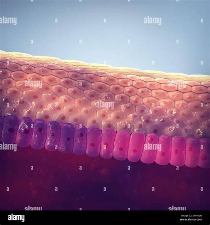 The Skin: Your Largest And Vital Organ