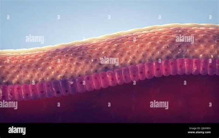 The Skin: The Largest Organ In Your Body