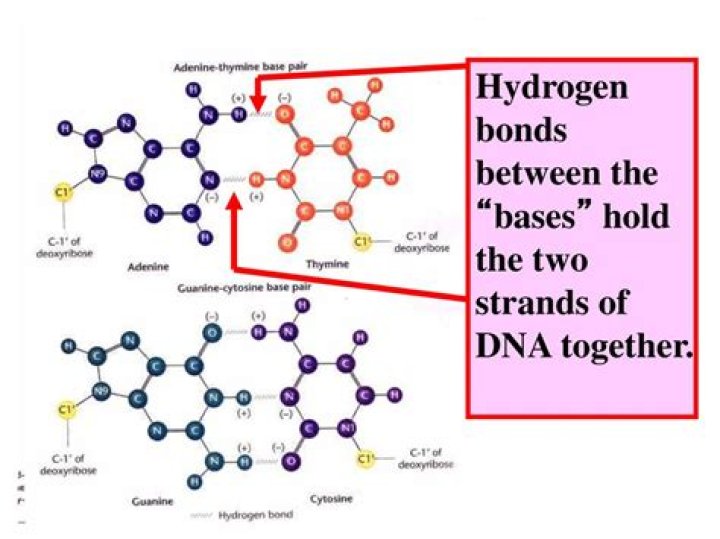 The Essential Guide To Hydrogen Bonds In DNA