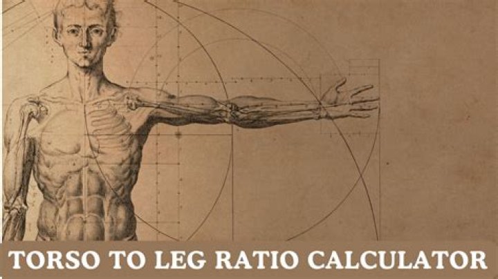 The Ultimate Guide To Torso-to-Leg Ratio For Optimal Body Composition
