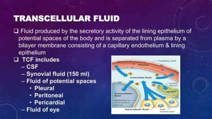 Exploring The Essence Of Transcellular Fluid: A Comprehensive Guide