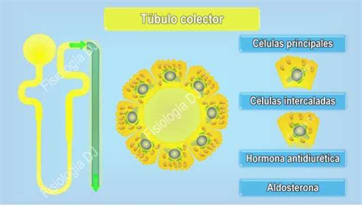 Tubulo Colector: An Overview Of Physiology And Function