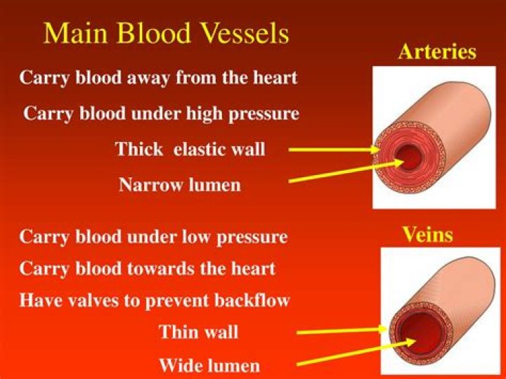 Discover: Veins The Vessels That Carry Blood Away From The Heart