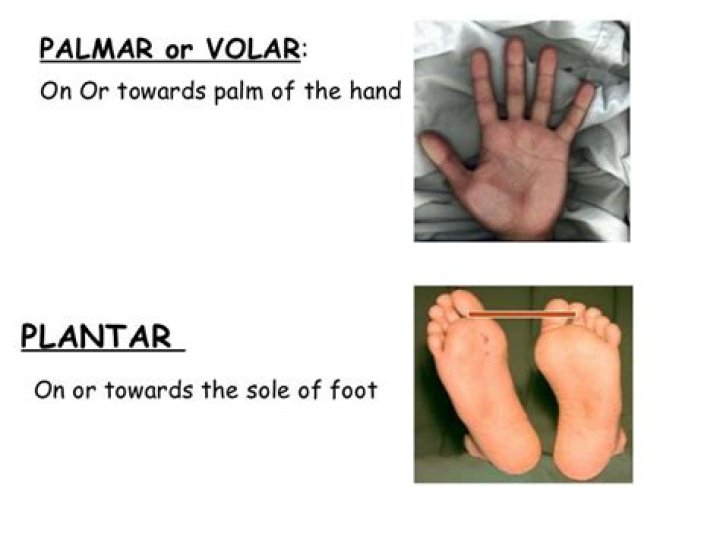 An In-depth Guide To The Plantar Surface Of The Foot