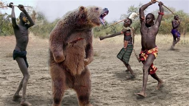 Beware! Animals That Attack Humans: A Comprehensive Guide