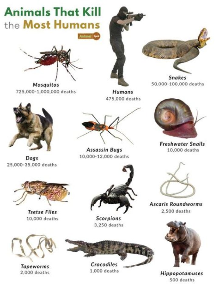 The Ultimate Guide To Animals That Hunt Humans For Food