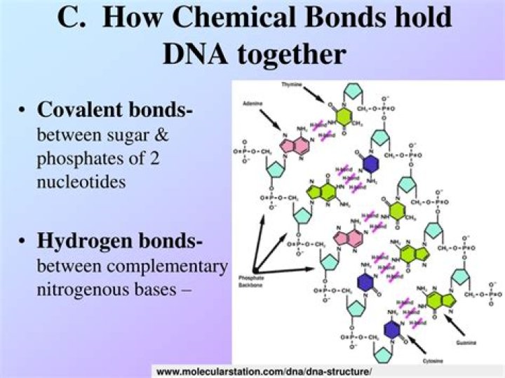 Discover The Secret: Unraveling The Bonds That Bind DNA Together