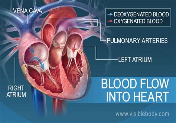 The Essential Artery: Pumping Oxygen-Rich Blood Away From The Heart