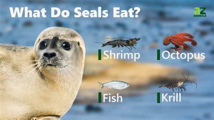 The Complete Guide To Leopard Seal Diet: What Do They Eat?