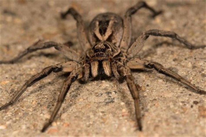 Identify The Appearance Of Wolf Spiders: A Visual Guide