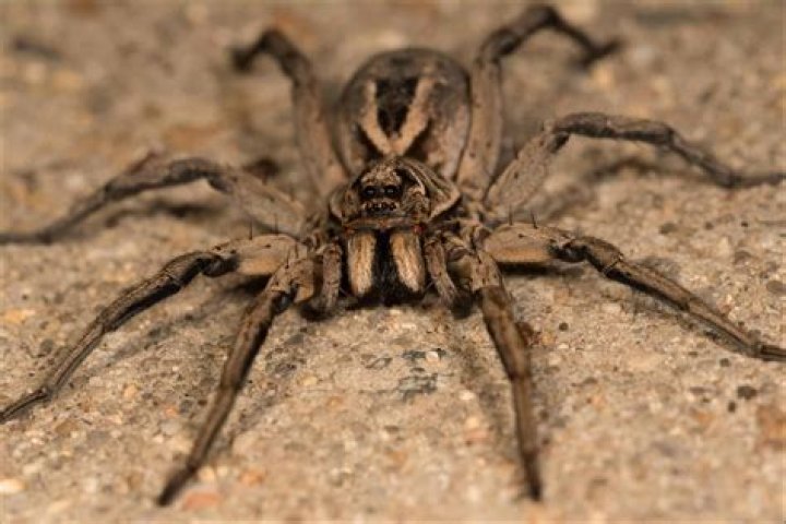 Discover The Striking Appearance Of Wolf Spiders: Unveiling Their Unique Physical Traits