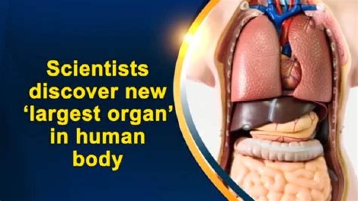 Unveiling The Largest Human Organ: A Comprehensive Guide