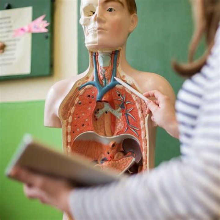 Discover The Remarkable: What Is The Largest Organ Of The Human Body?