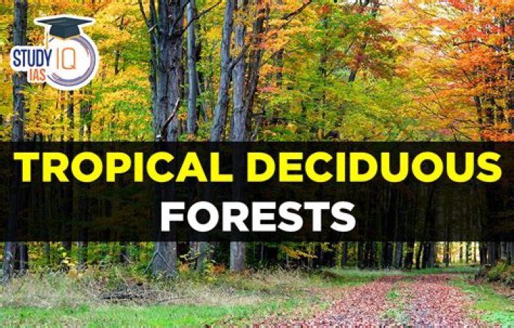 Uncovering The Weather Dynamics Of Deciduous Forests