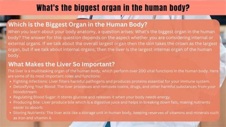 Uncover The Largest Organ In Your Body: The Amazing Truth