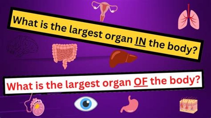 Discover The Body's Largest Organ: Unveiling Its Anatomic Significance