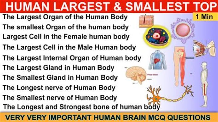 Discover The Largest Organ Within: Unveiling The Body's Secret Giant