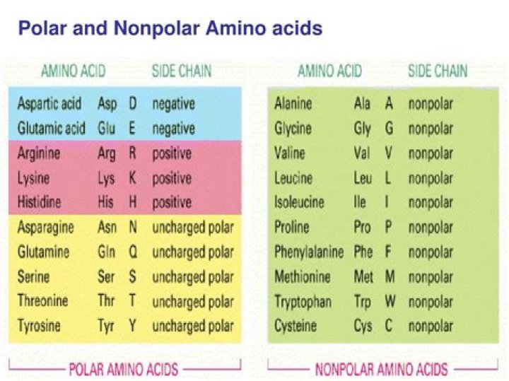 The Essential Guide To Polar Amino Acids: Types, Properties, And Roles