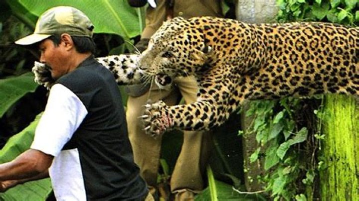 The Truth About Animals That Hunt Humans