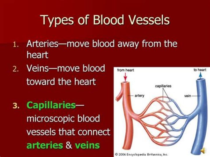 The Vital Vessels: Understanding Arteries And How Blood Travels Away From The Heart