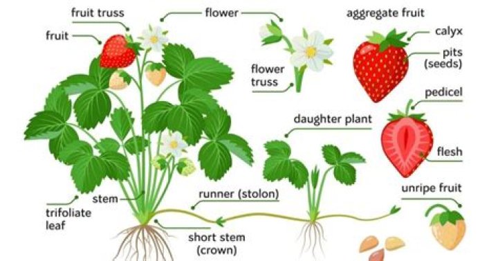 Why Are They Really Called Strawberries? Unveiling The Surprising Origin
