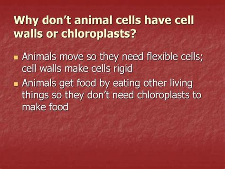 Why Animal Cells Lack Cell Walls: An In-Depth Explanation