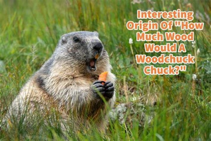 The Ultimate Guide To Woodchuck Wood: Sayings, Facts, And More
